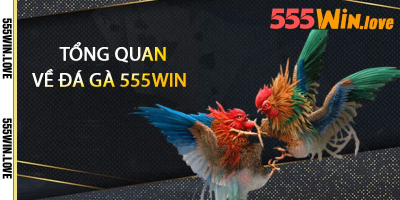 Tổng quan về Đá gà 555win