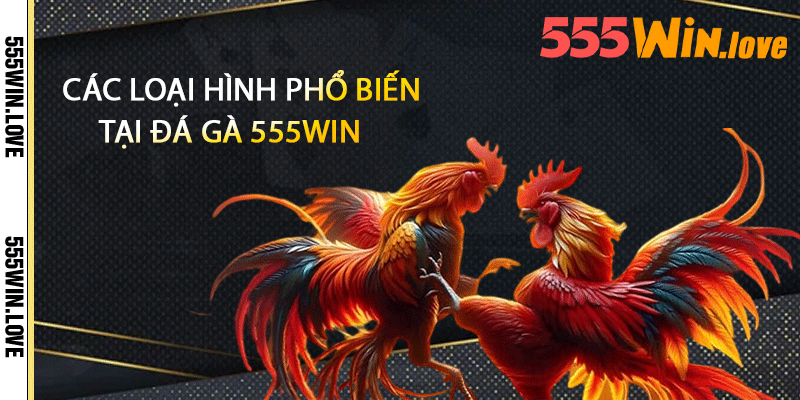 Các loại hình phổ biến tại đá gà 555win